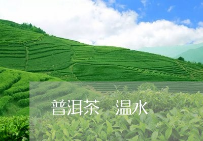 普洱茶 温水/2023042863398